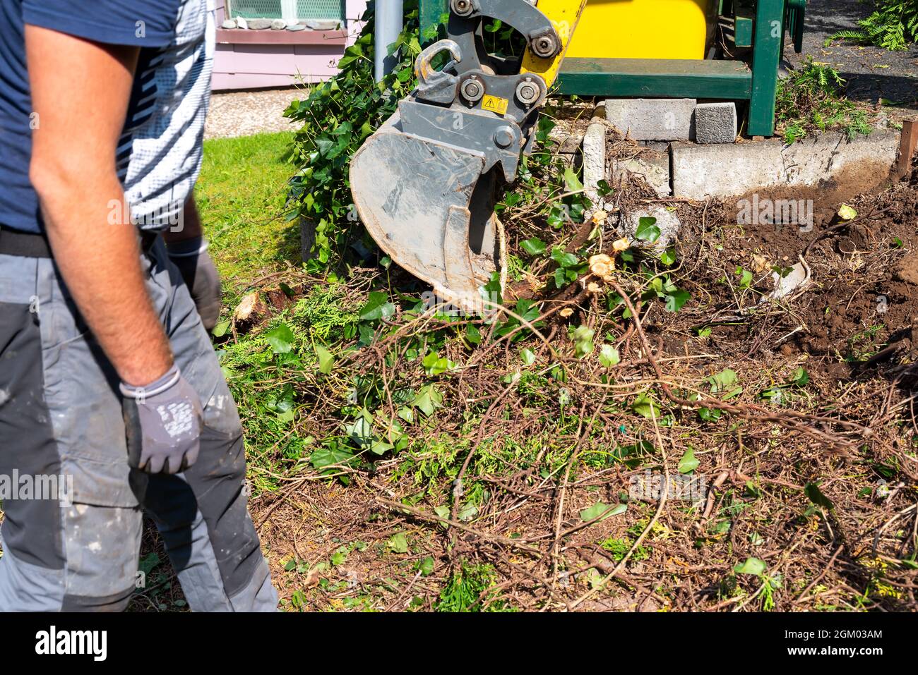 Aushub aus Stamm und Wurzeln mit Minibagger. Entfernen des Baumstumpens Stockfoto