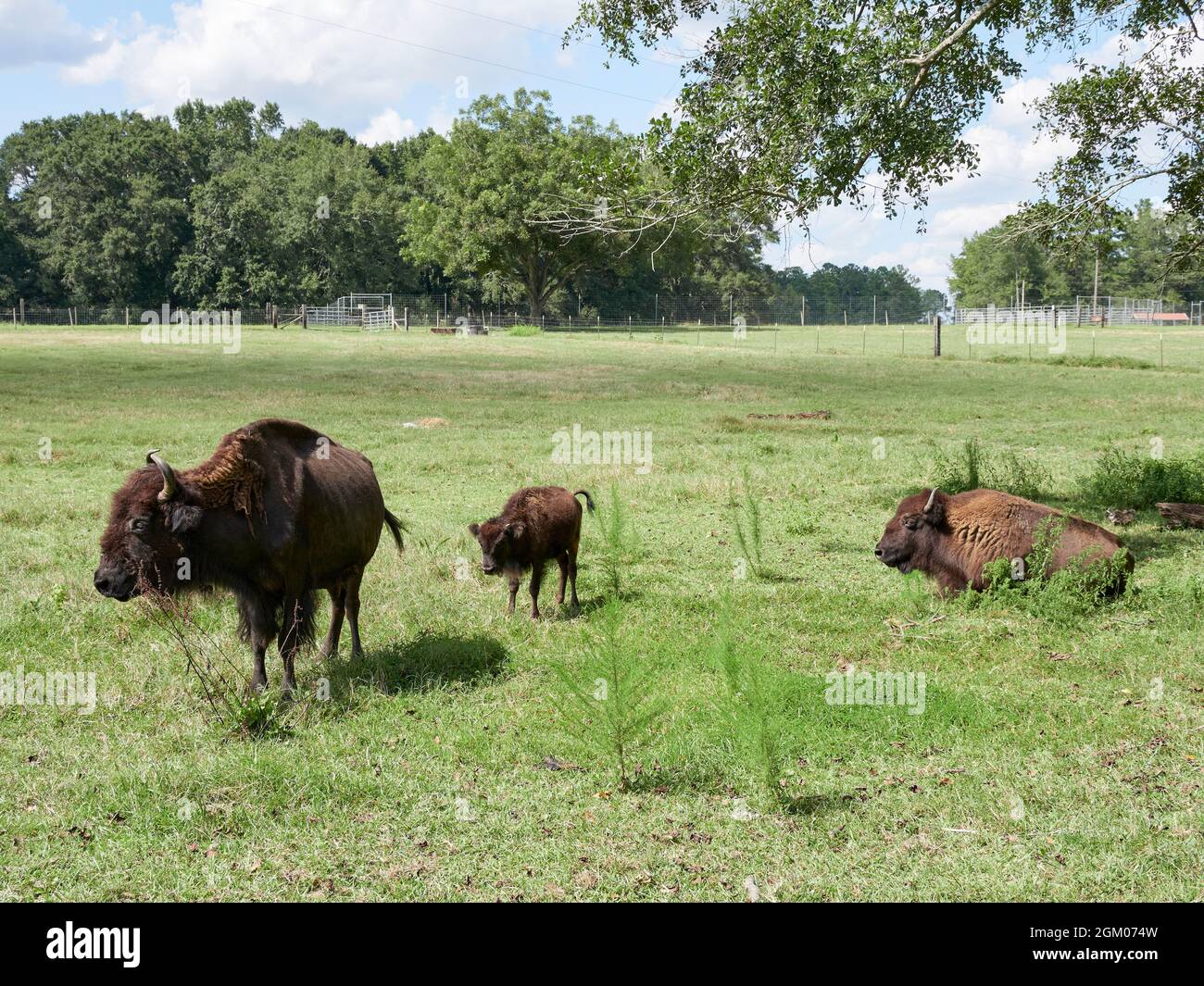 In Gefangenschaft gehaltener domestizierter Büffel oder amerikanischer Bisons, zwei Erwachsene und ein Kalb, auf einer Farm in Alabama, USA. Stockfoto