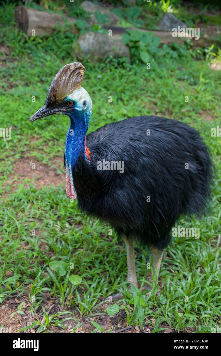 Der südliche Soutane ist ein großer fliegloser schwarzer Vogel. Es ist eine der drei lebenden Arten von Kasuar Stockfoto