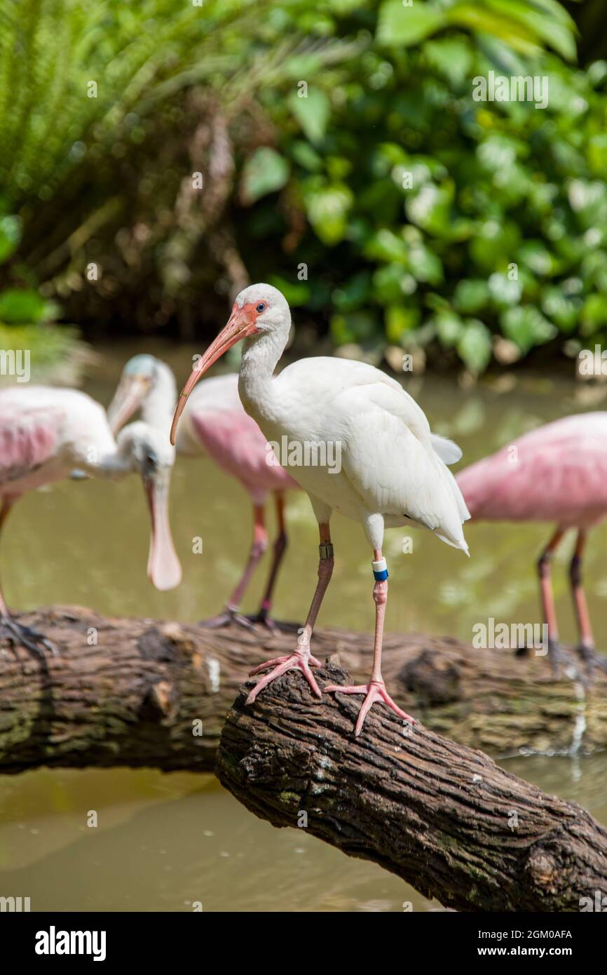 Der American White Ibis (Eudocimus albus) ist eine Vogelart aus der Ibis-Familie, ein mittelgroßer Vogel mit einem insgesamt weißen Gefieder Stockfoto