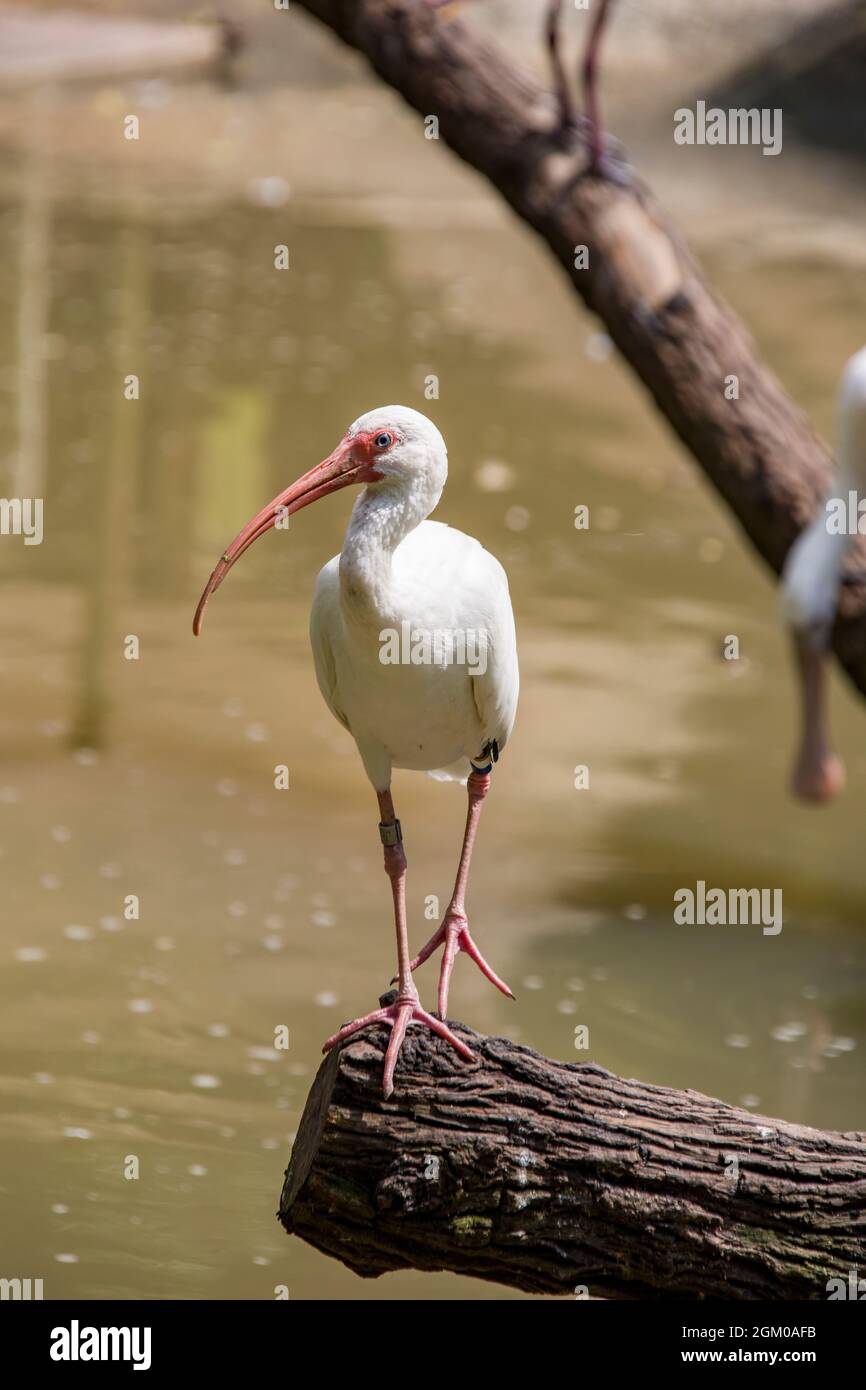 Der American White Ibis (Eudocimus albus) ist eine Vogelart aus der Ibis-Familie, ein mittelgroßer Vogel mit einem insgesamt weißen Gefieder Stockfoto