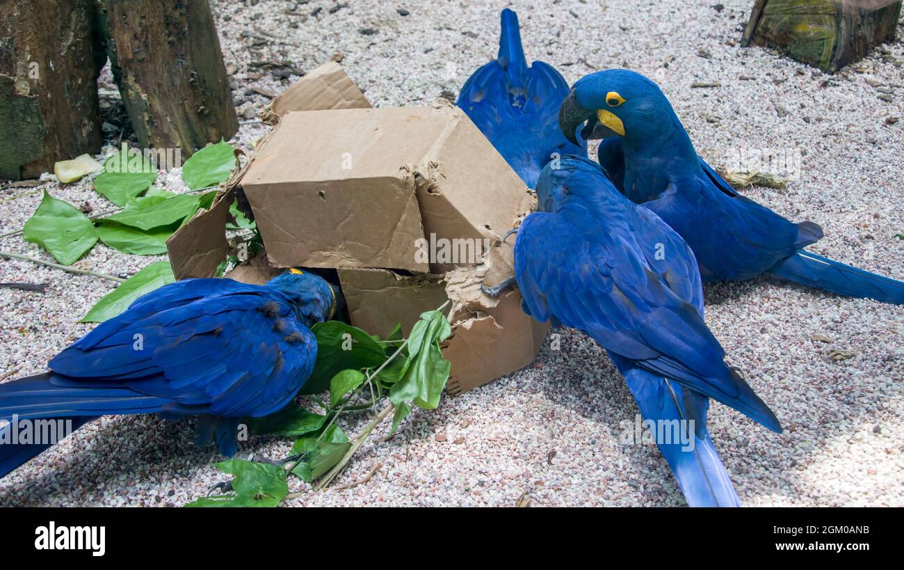 Der Hyazintara (Anodorhynchus hyacinthus) reißt die Papierkiste für Nahrung. Das ist eine Art Tieranreicherung im Zoo. Stockfoto