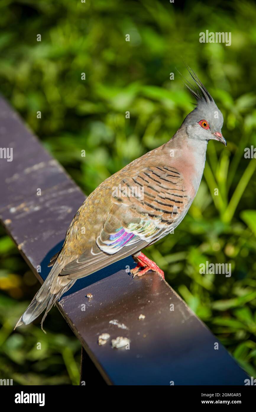 Die Haubentaube ist ein weit verbreiteter Vogel auf dem australischen Festland. Die Färbung ist grau mit braunen und grünen Reflexen. Stockfoto