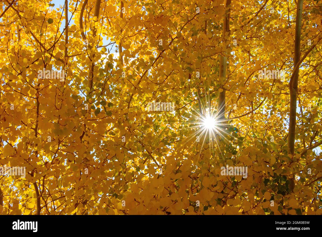 Sunburst im Herbst Espenblätter Stockfoto