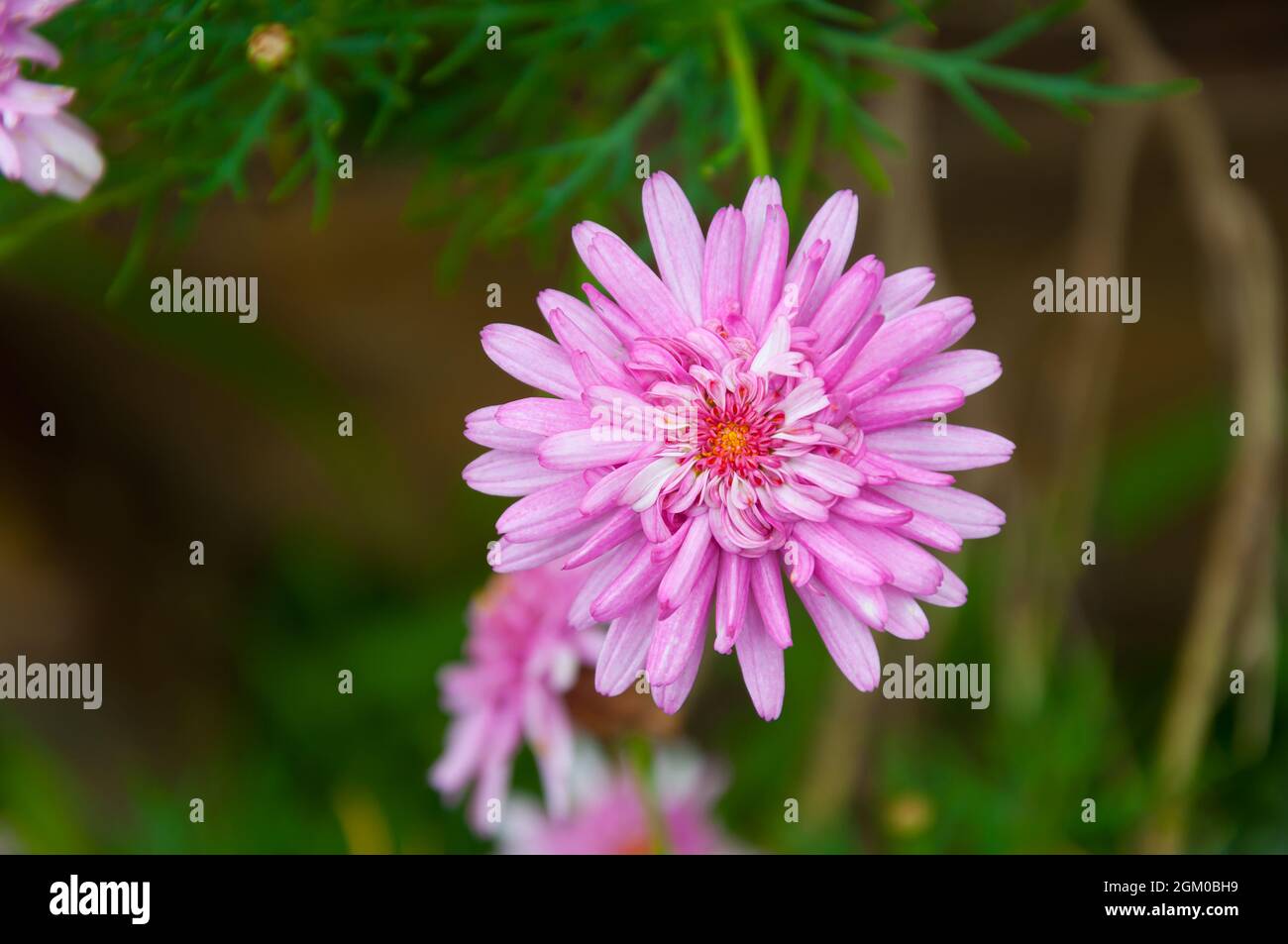 Nahaufnahme einer rosa doppelten Gänseblümchenblüte in einem Garten in Maldonado, Uruguay Stockfoto