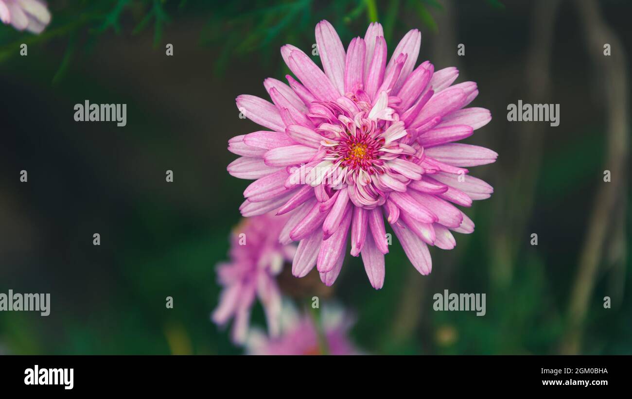Nahaufnahme einer rosa doppelten Gänseblümchenblüte in einem Garten in Maldonado, Uruguay Stockfoto