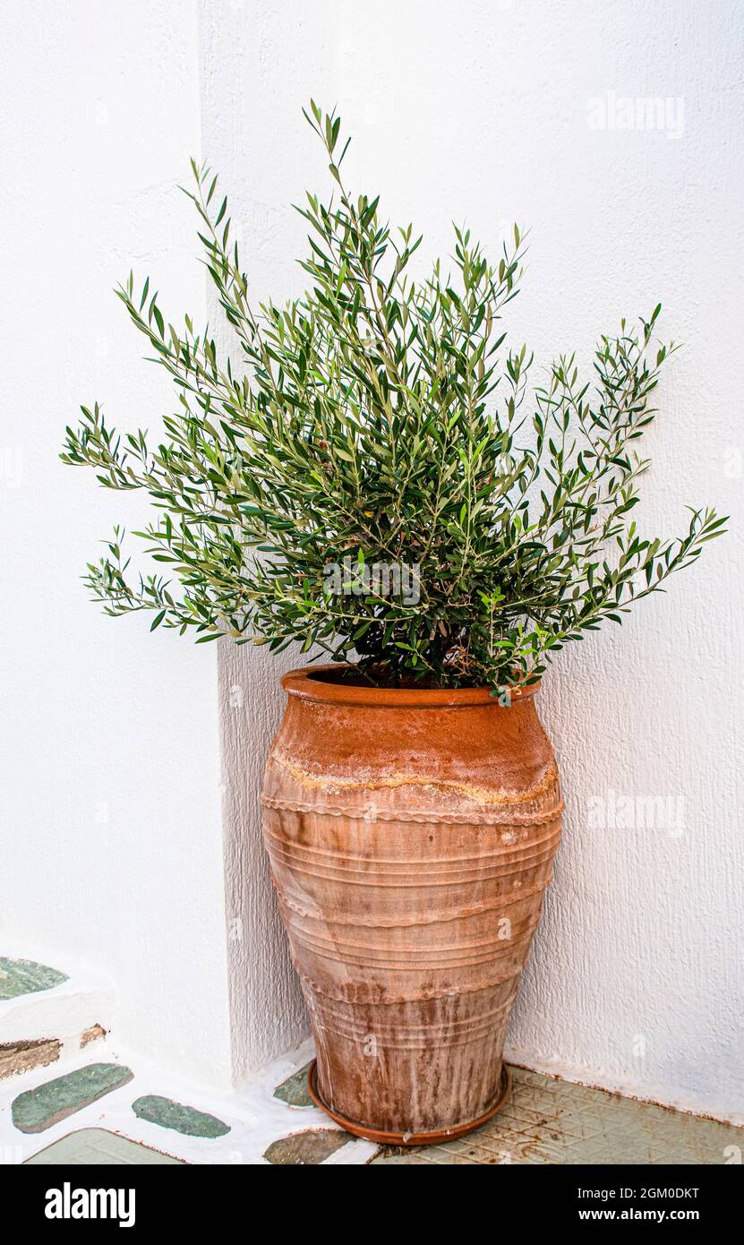 Olivenbaum in einem Terra-Cotta-Glas Stockfoto