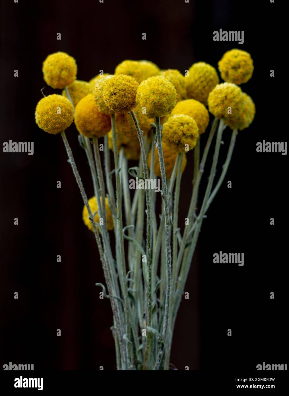 Getrocknete gelbe Craspedia globosa (Pycnosorus globosa) Blüten, auch bekannt als Billy Buttons oder Woollyheads. Nahaufnahme. Details. Stockfoto