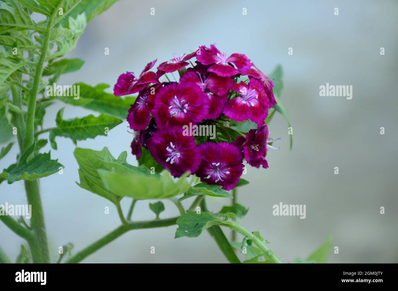Nahaufnahme der Haufen kleine schöne lila Blüten von Petunia mit Blättern und Pflanzen über aus Fokus grauen Hintergrund. Stockfoto
