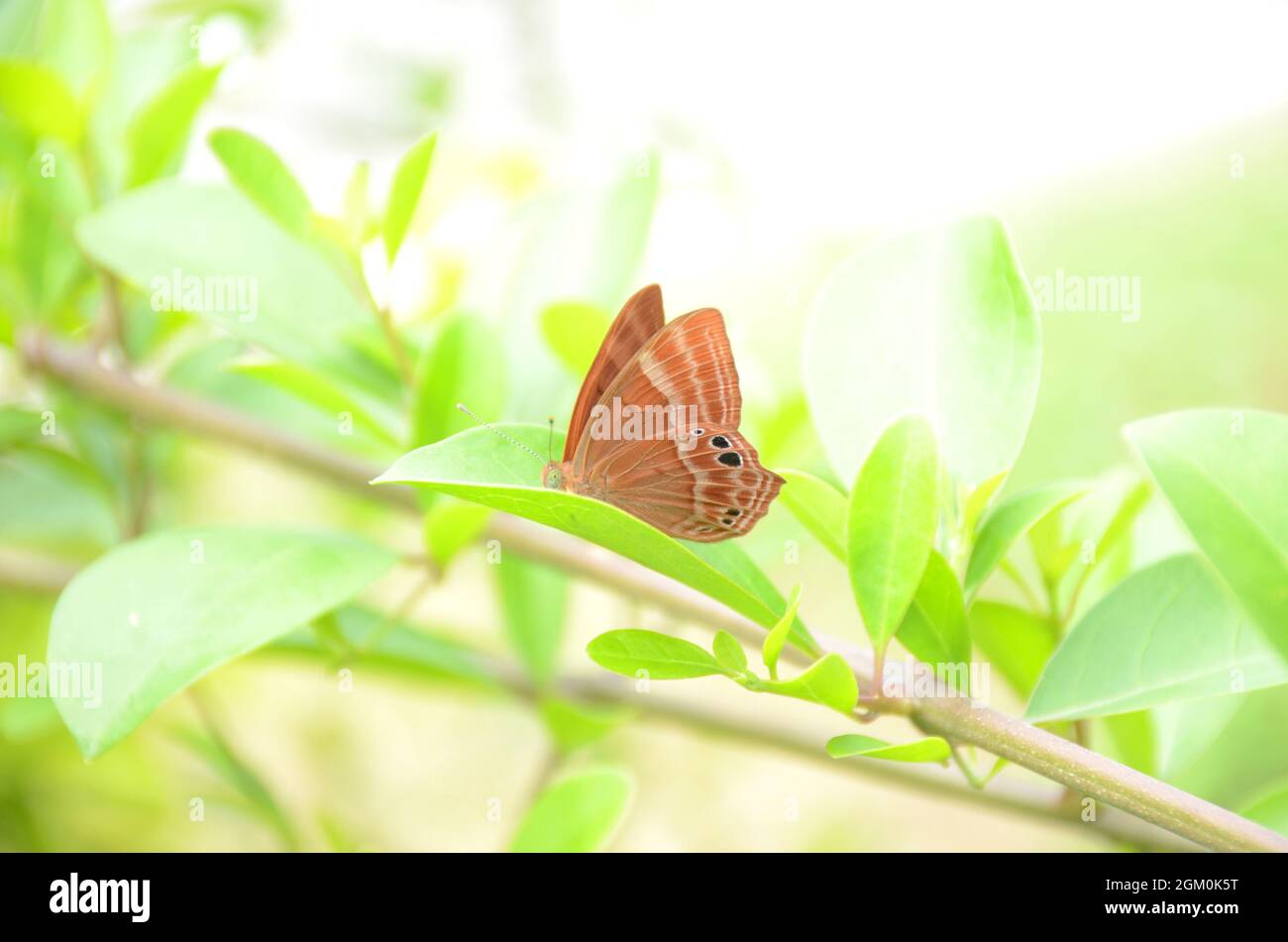 Nahaufnahme der schöne braune Farbschmetterling halten auf der grünen Baumpflanze über unscharf grün weißen Hintergrund. Stockfoto