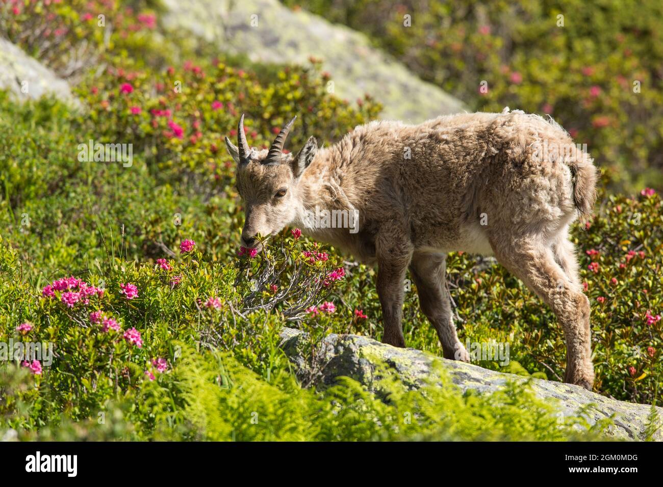 FRANKREICH HAUTE-SAVOIE (74) JUNGE ALPINE IBEX Stockfoto