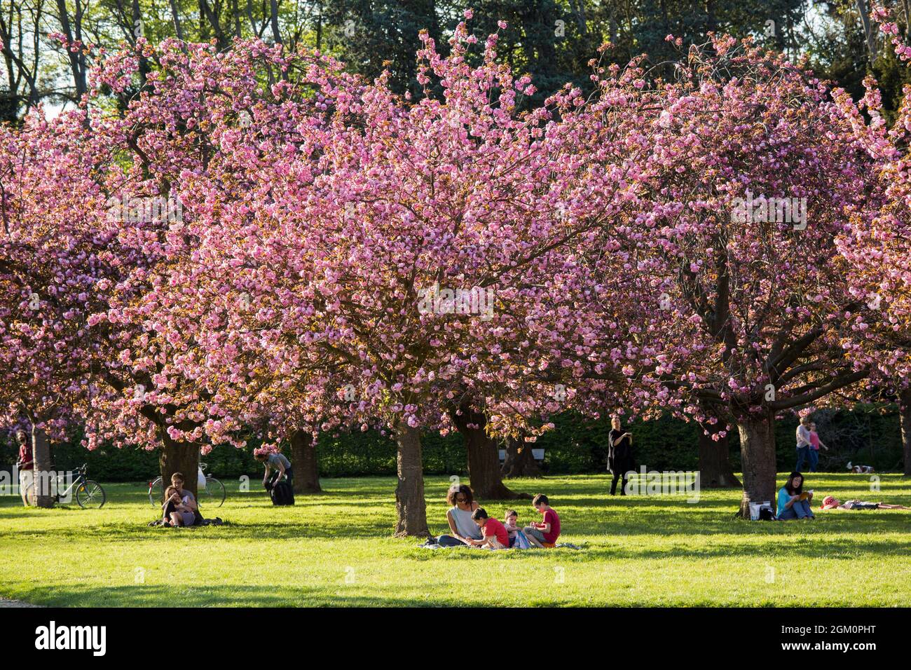 FRANCE HAUT-DE-SEINE (92) SCEAUX, SCEAUX DOMAIN, PARK UND KIRSCHBLÜTEN Stockfoto