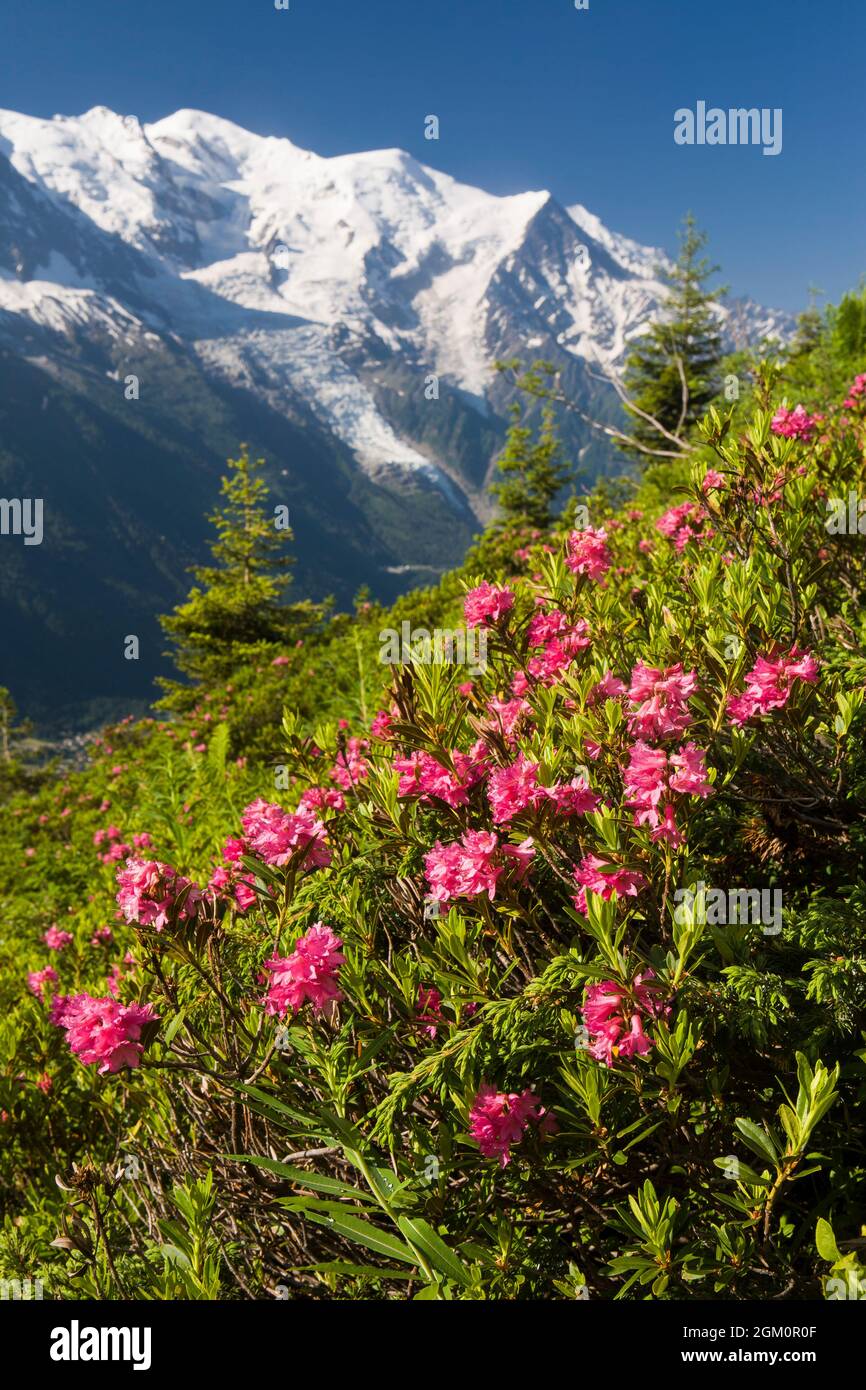 FRANKREICH HAUTE-SAVOIE (74) CHAMONIX, RHODODENDREN UND DAS MONT-BLANC-MASSIV Stockfoto