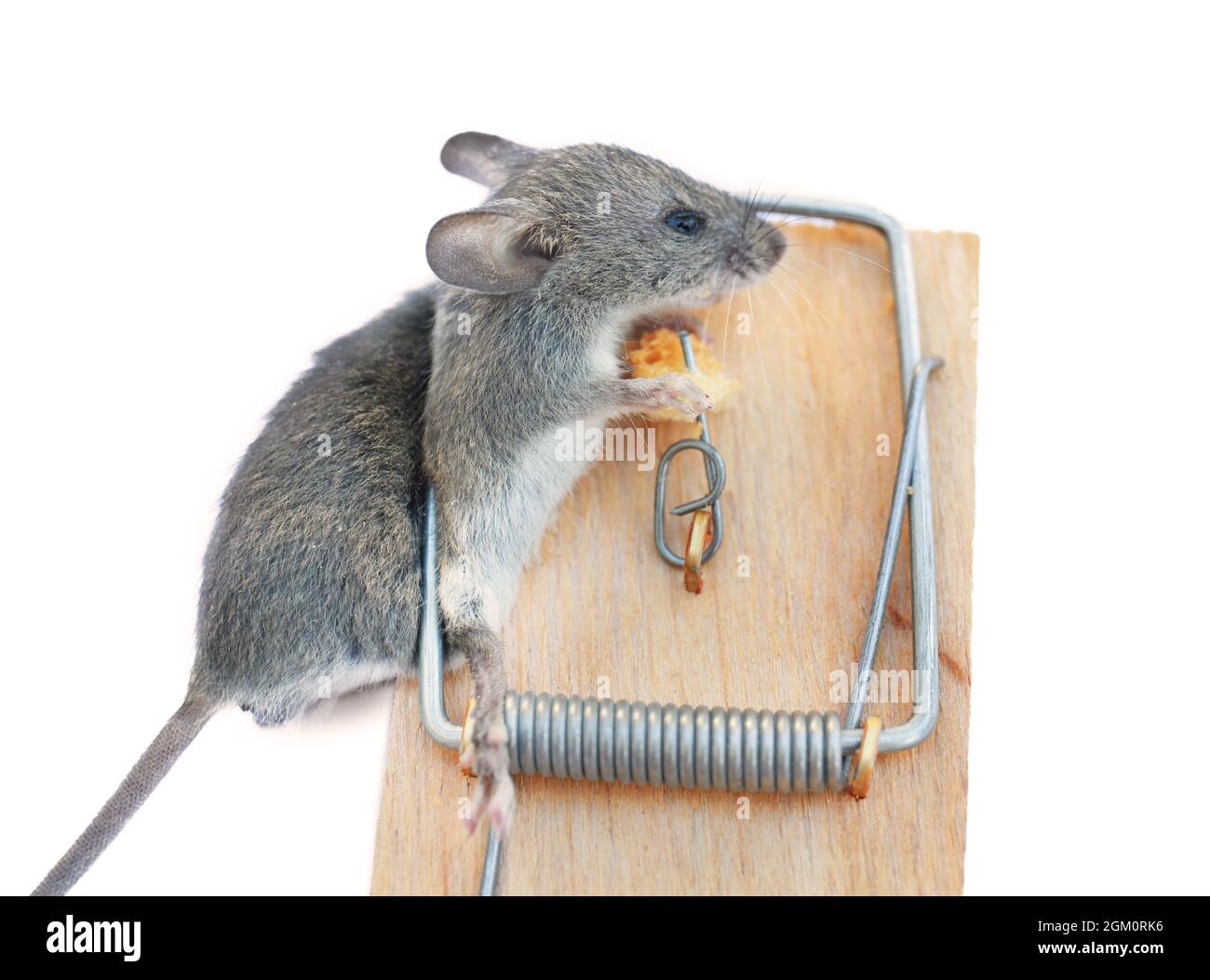 Tote Maus in der Falle gefangen auf weißem Hintergrund Stockfotografie