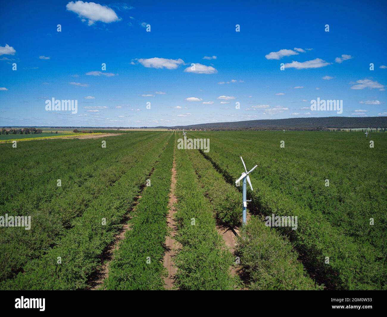 Frostfans in einem Orangengarten Stockfoto