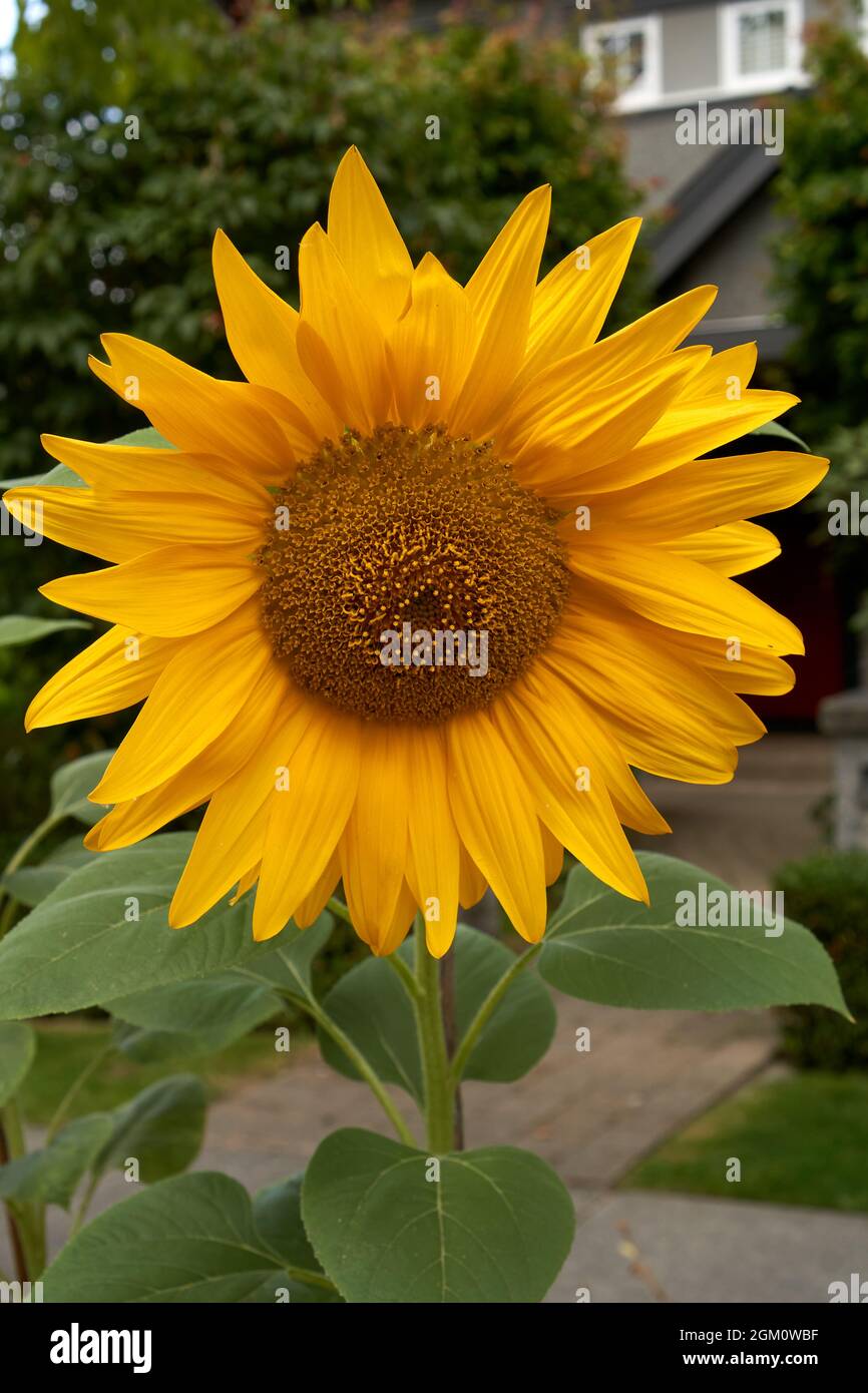 Nahaufnahme einer reifen gelben Sonnenblume in einem Garten Stockfoto