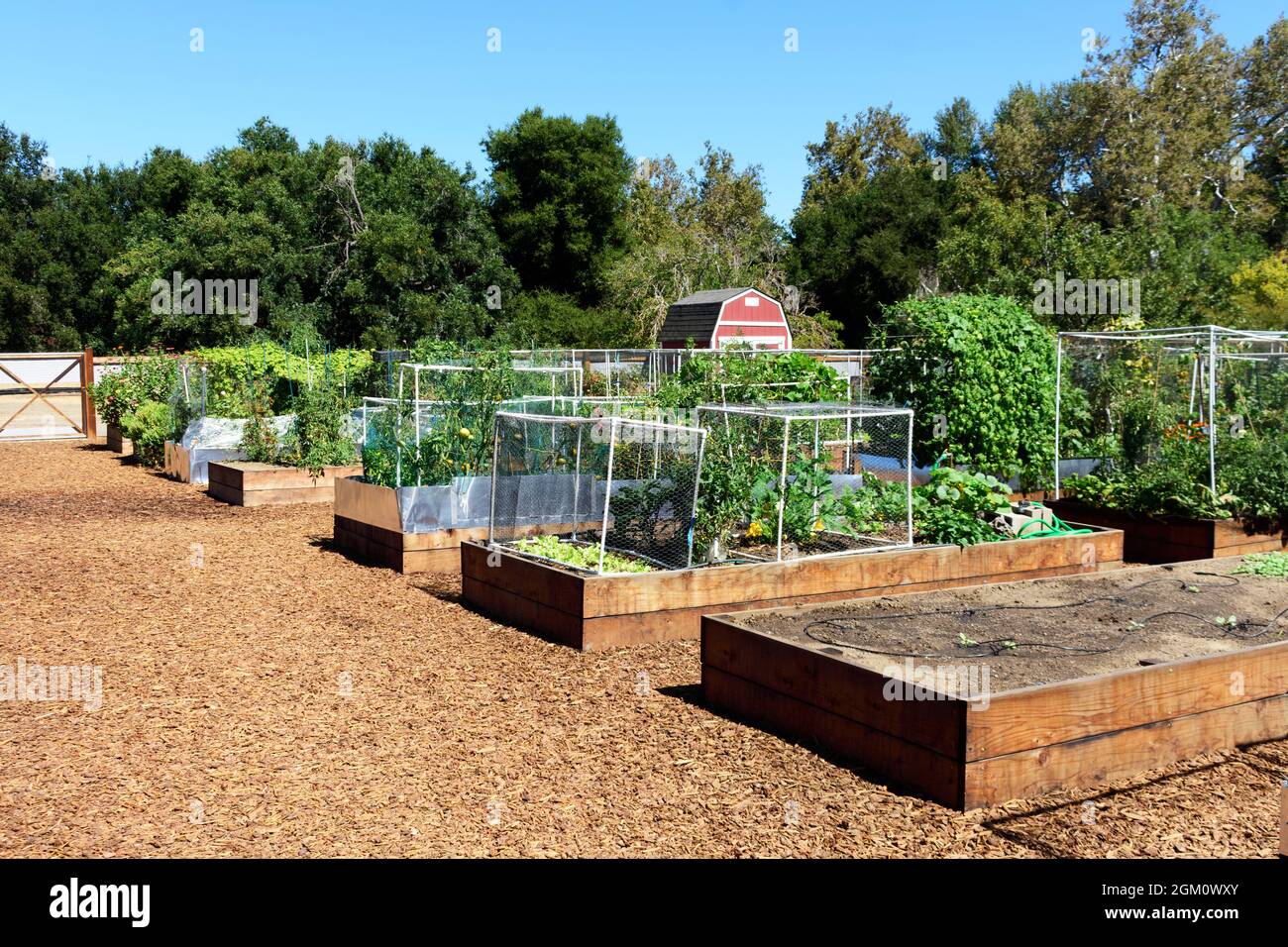 Traditioneller Gemeinschaftsgarten im Freien. Frische Produkte wachsen in erhöhten Gartenbeeten, die mit transparenten Netzen zur Schädlingsbekämpfung geschützt sind. Stockfoto