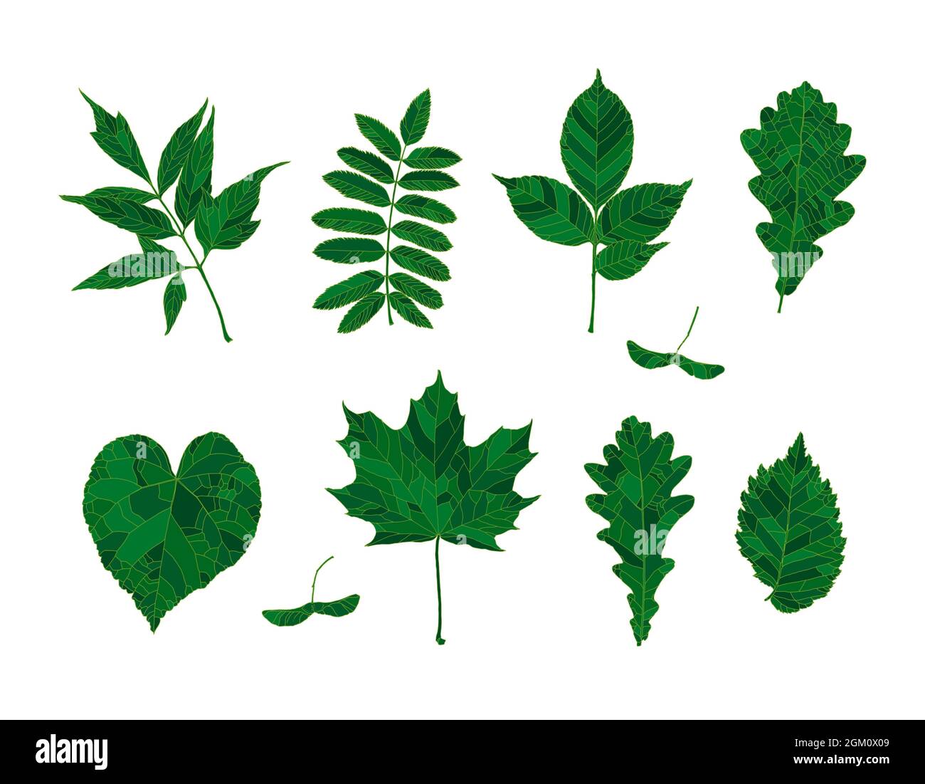 Set von handgezeichneten grünen Silhouetten Waldblätter - Ahorn, Ahornsamen, Aschenholz, Eberesche, Esche, Eiche, Linde, Ulme, isoliert auf weißem Hintergrund. Designelemente für die Dekoration. Stock Vektor