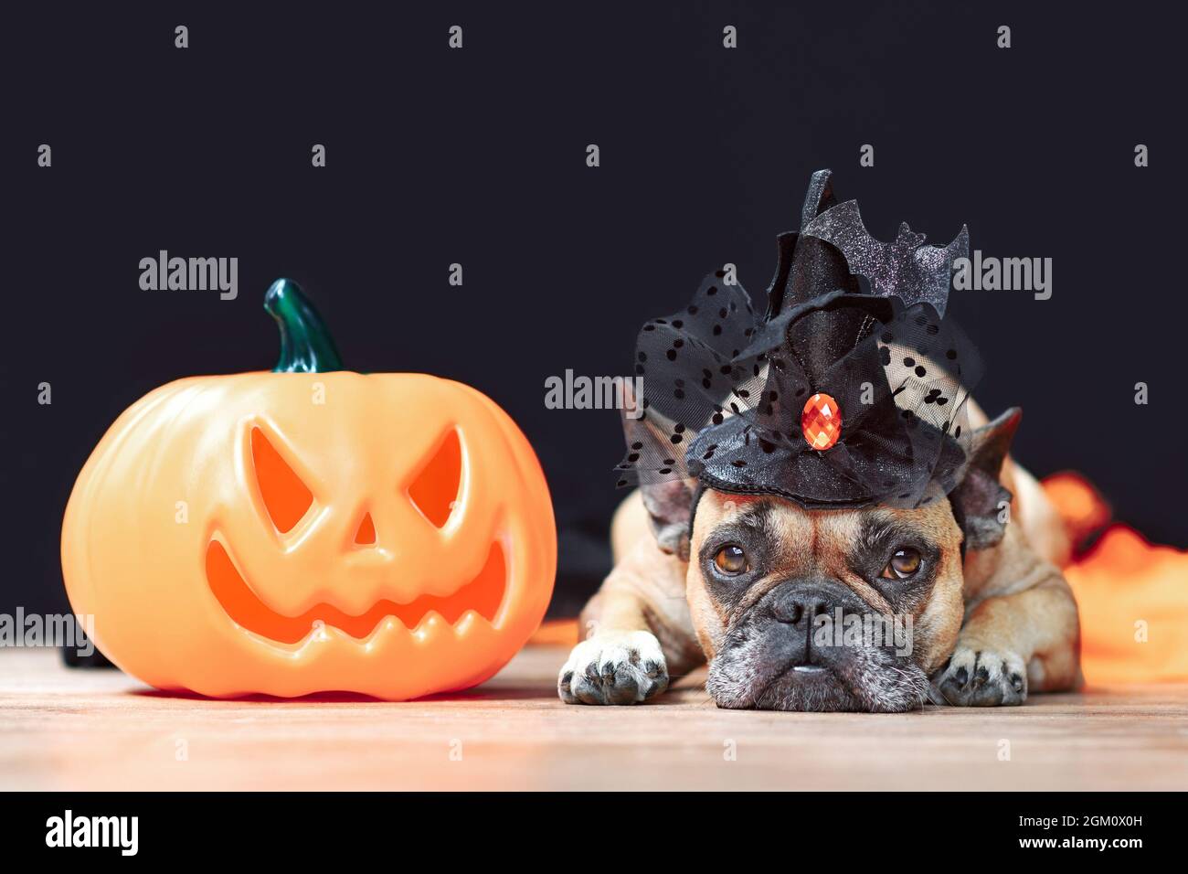 Französischer Bulldogge Hund mit Halloween Hexenhut neben geschnitztem Kürbis, der vor schwarzem Hintergrund liegt Stockfoto