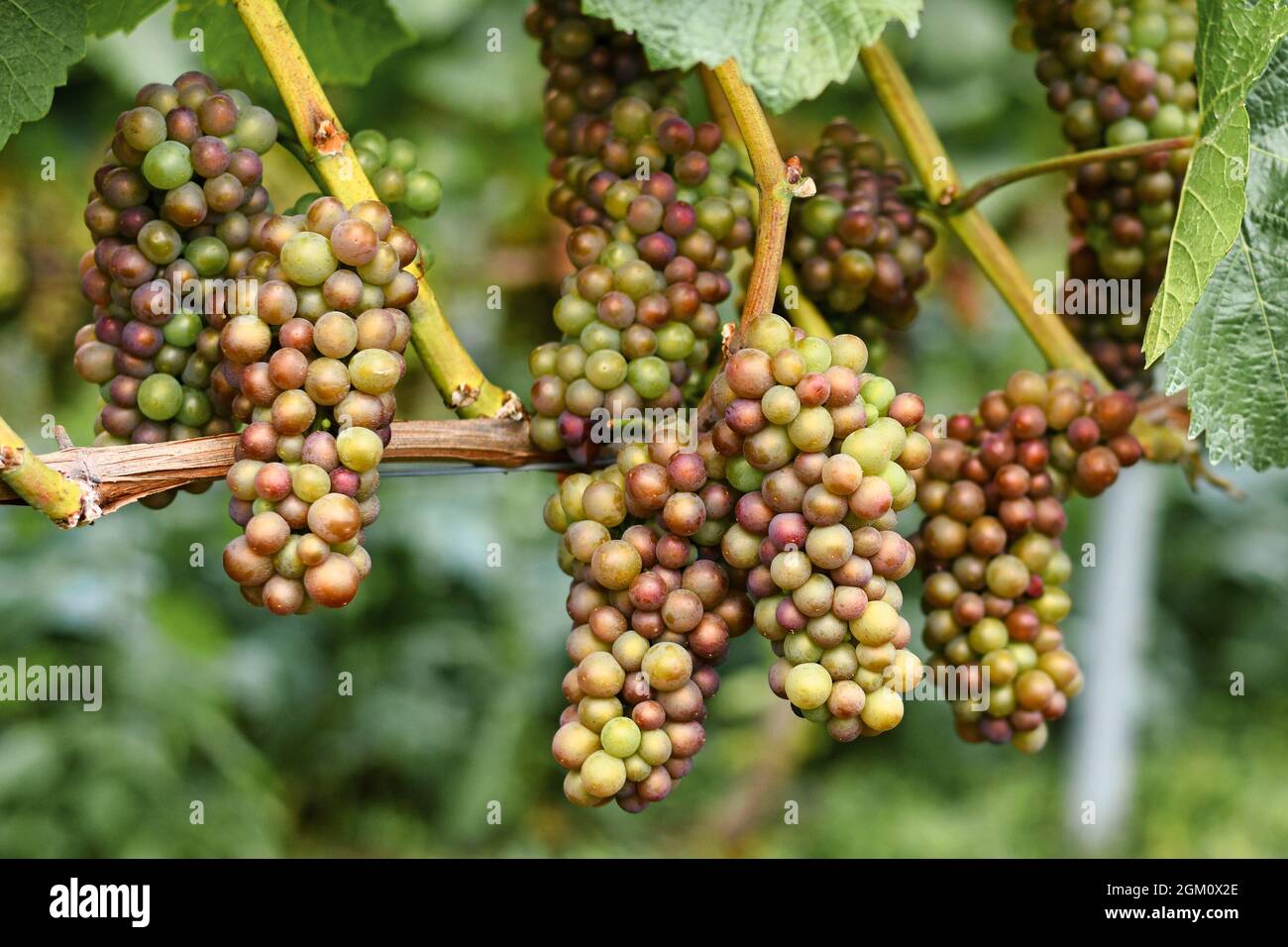 Die Trauben werden im Spätsommer von grüner zu rosafarbener Farbe Stockfoto
