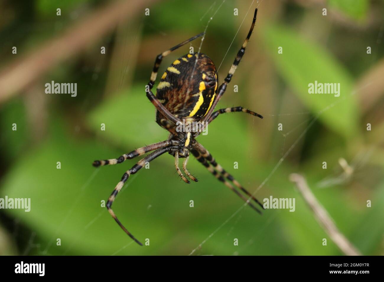Eine Jagd Wasp Spider Argiope Bruennichi, hocken auf seiner Website in einer Wiese in Großbritannien. Stockfoto