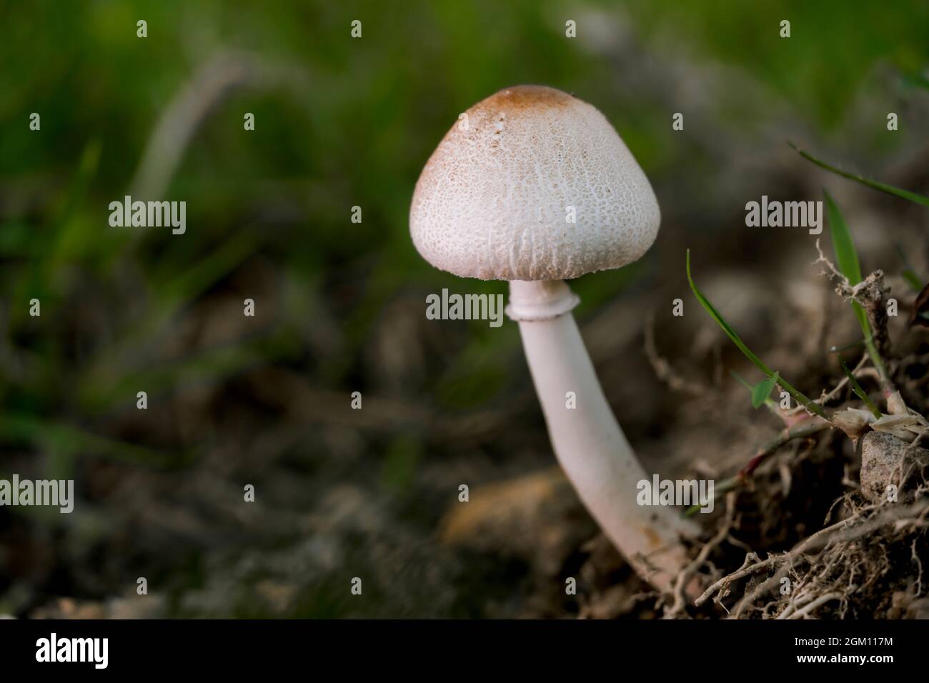 Makrofoto von Pilzen, die im Wald wachsen, mit unscharfem Hintergrund Stockfoto