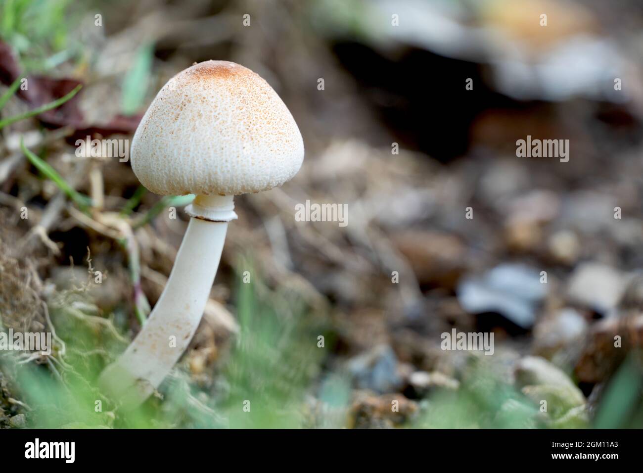 Makrofoto von Pilzen, die im Wald wachsen, mit unscharfem Hintergrund Stockfoto