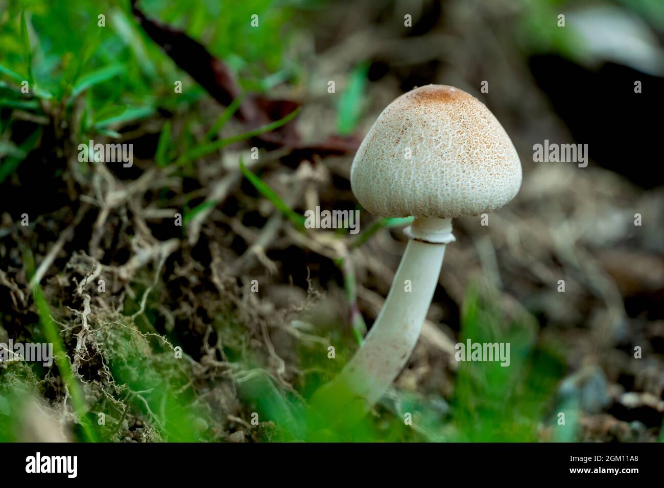 Makrofoto von Pilzen, die im Wald wachsen, mit unscharfem Hintergrund Stockfoto