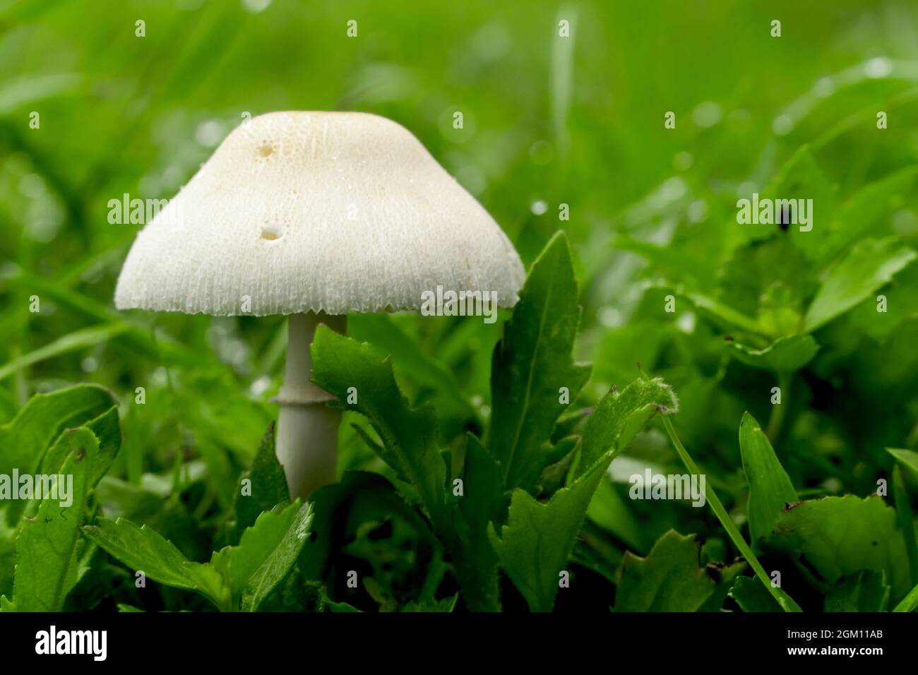 Makrofoto von Pilzen, die im Wald wachsen, mit unscharfem Hintergrund Stockfoto