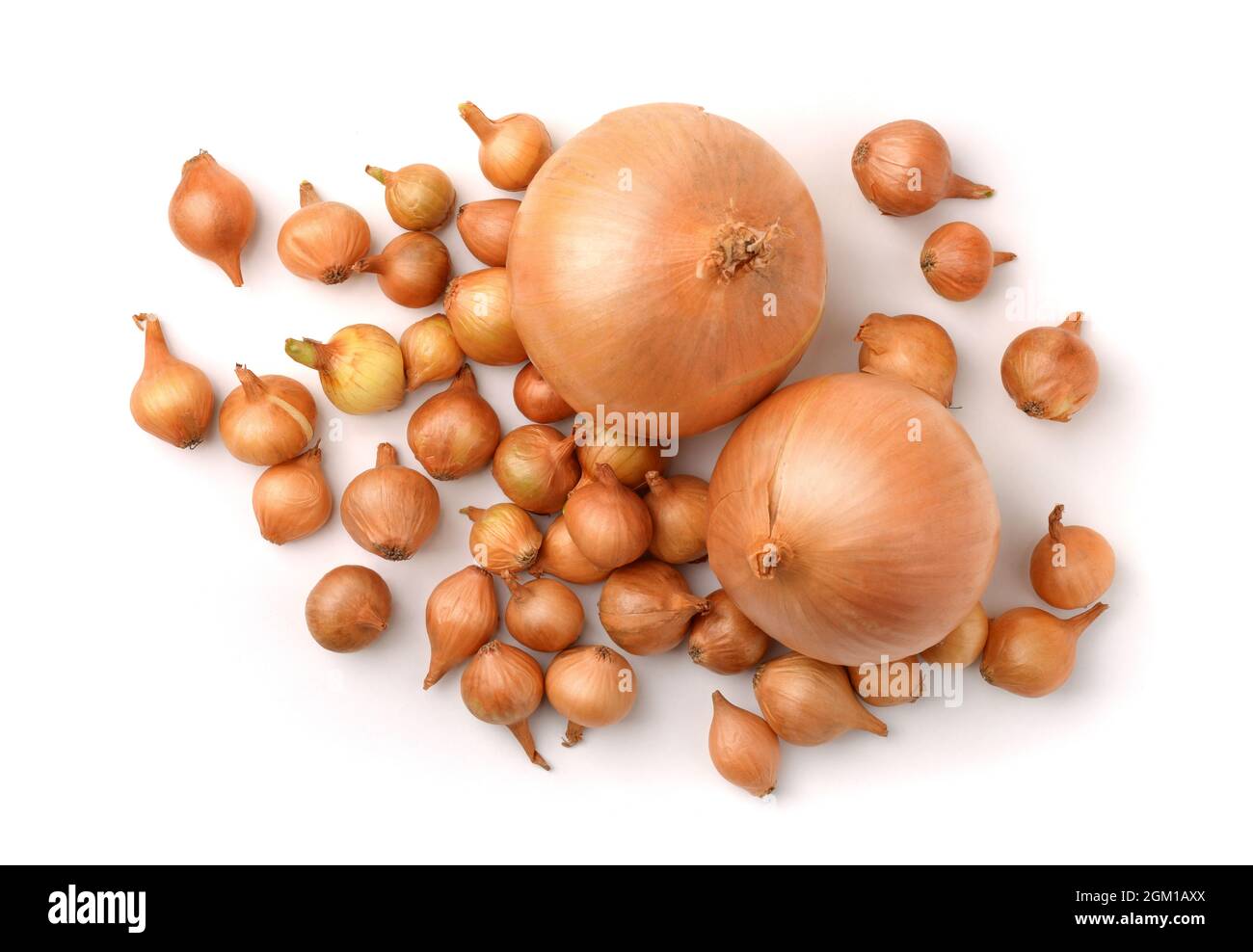 Draufsicht auf Zwiebelsätze und reife, auf Weiß isolierte Zwiebeln Stockfoto