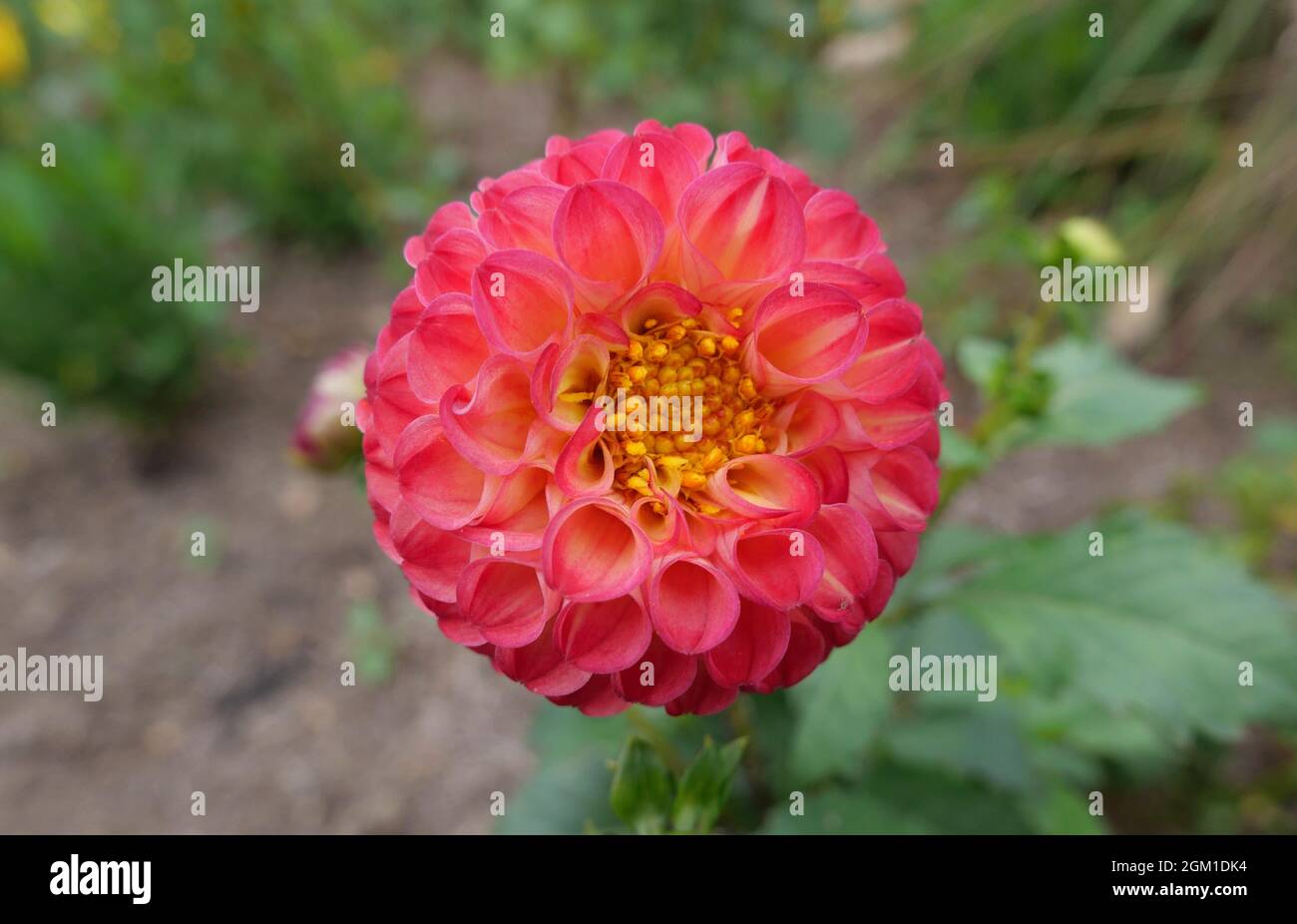 Zartrosa Dahlie mit gelben Staubblättern und Laub in Gartenumgebung Stockfoto