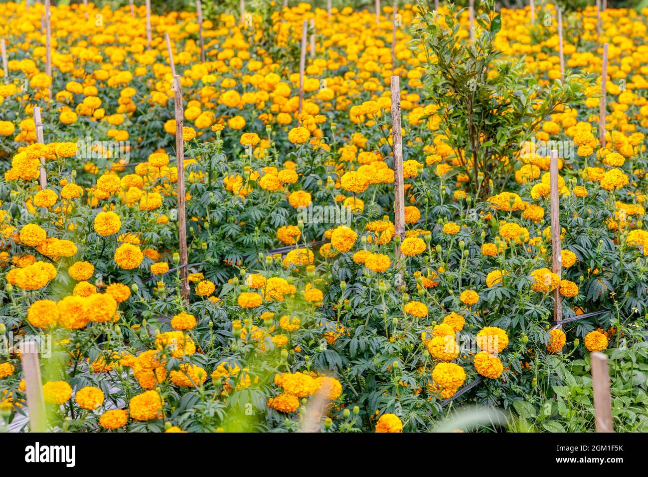 Feld der blühenden Ringelblumen. Ländliche Landschaft. Bangli, Bali Island, Indonesien Stockfoto