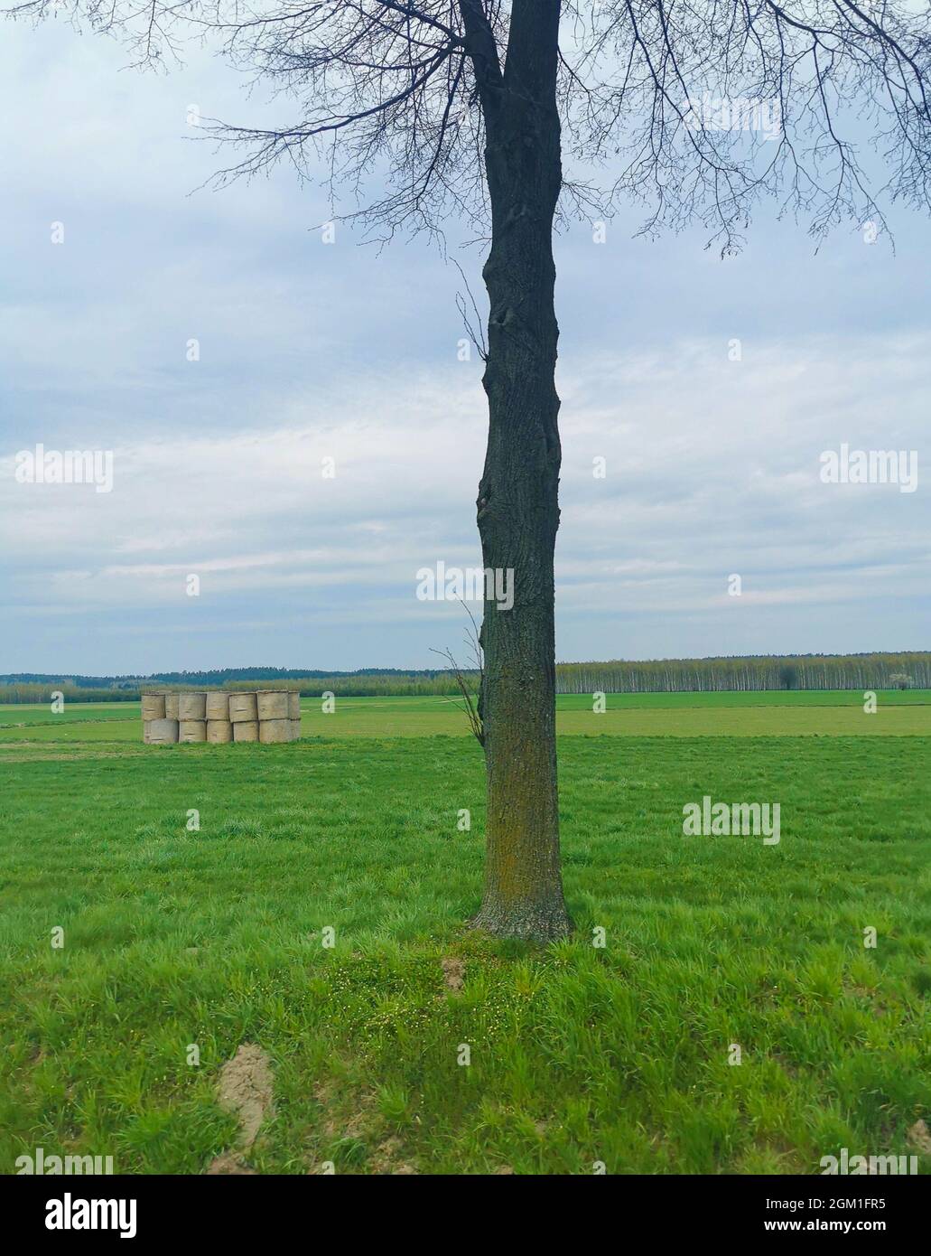 Nahaufnahme eines einzelnen Baumes auf einem Feld, blauer Himmel, grünes Gras, gestapeltes Heu an einem sonnigen, warmen Tag Stockfoto
