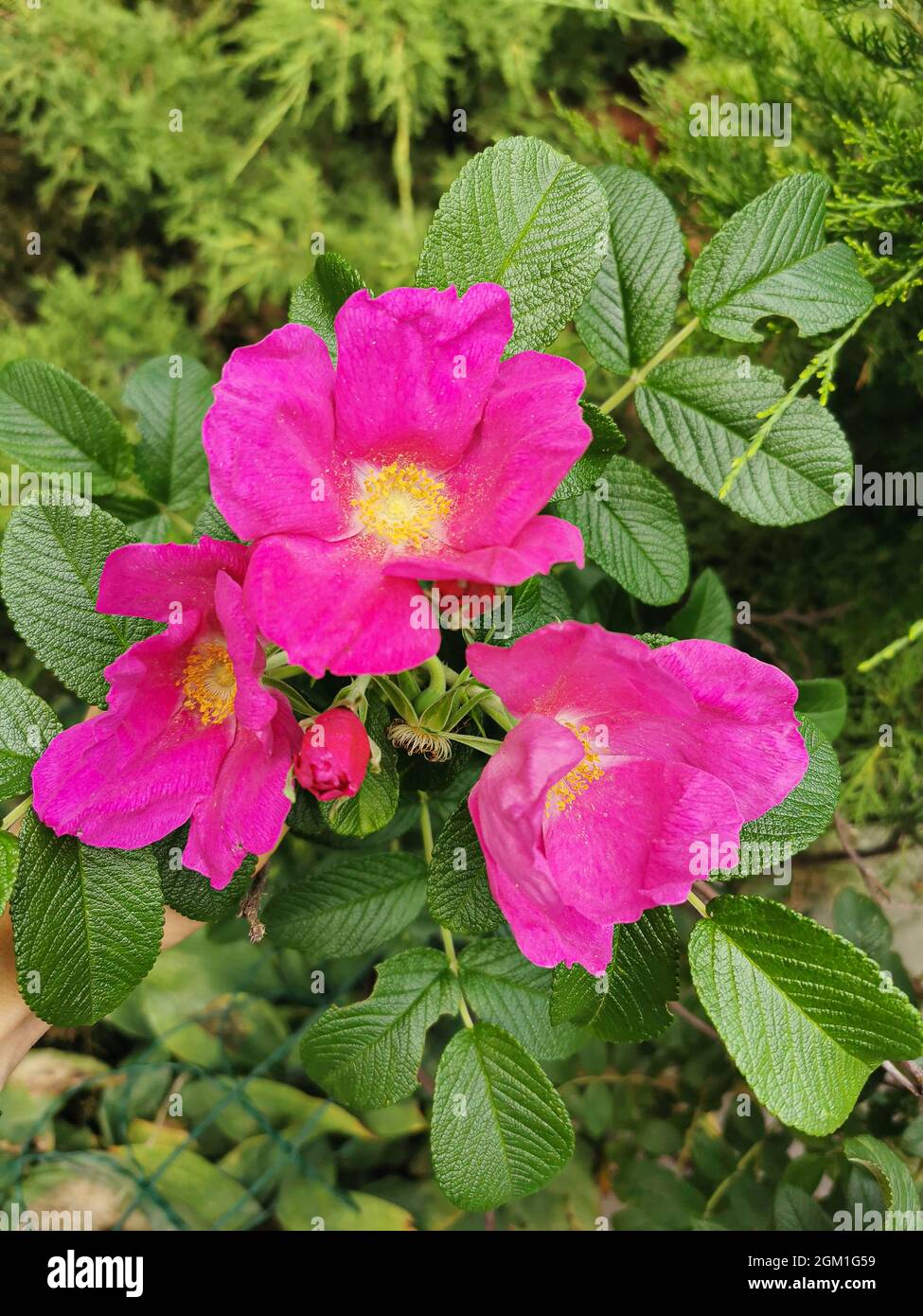 Wilde Rose. Ein farbenfroher rosafarbener Rosenblütengarten in voller Blüte auf einem Hintergrund aus grünen Blättern Stockfoto