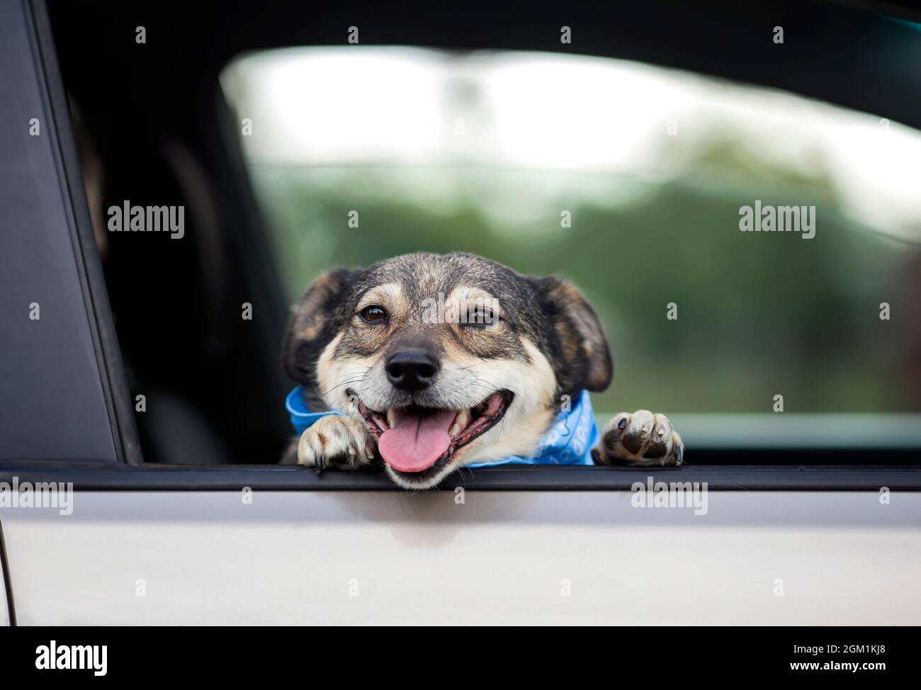 Niedlicher zufriedener brauner Hund ohne Rasse ragte während der Reise seine Schnauze und Pfoten aus dem Autofenster Stockfoto