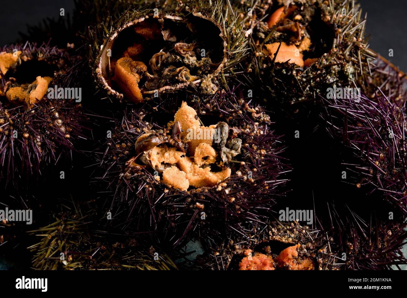 Seeigel. Die Echinoide (Echinoidea) sind eine Klasse der Phylum-Echinoderme. Sie sind kugelförmig oder diskoidal (Sanddollars). Stockfoto