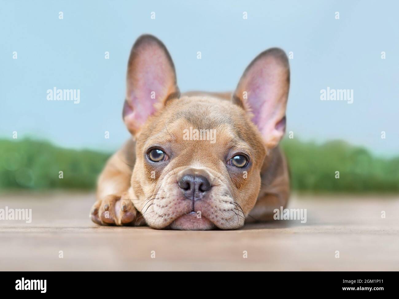 12 Wochen alter französischer Bulldog Hund Welpe Stockfoto