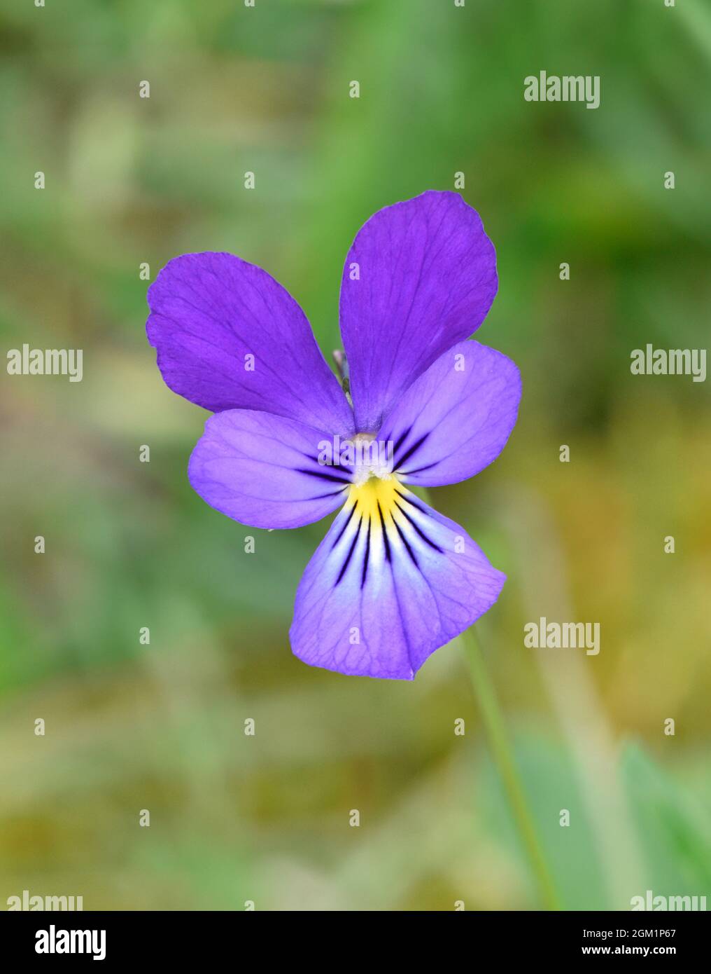 Mountain Pansy - Viola lutea Stockfoto
