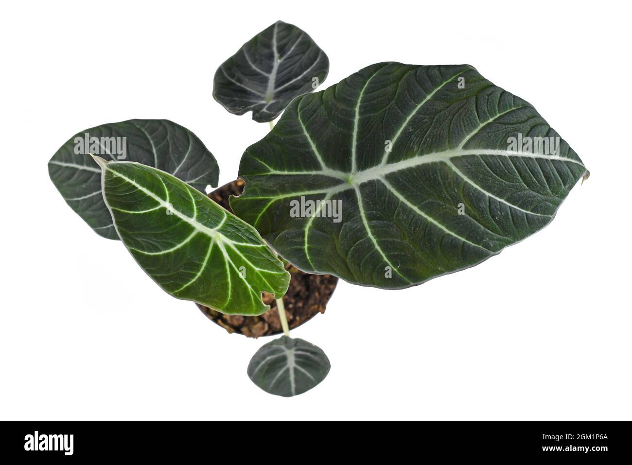 Draufsicht auf die tropische 'Alocasia Reginula'-Zimmerpflanze in einem Topf, isoliert auf weißem Hintergrund. Auch „Alocasia Black Velvet“ genannt Stockfoto