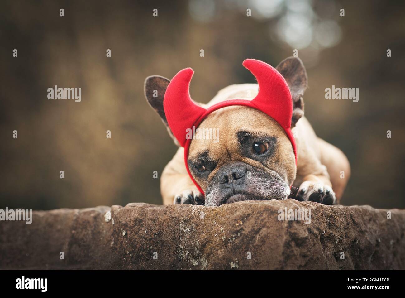 Niedlicher französischer Bulldogge trägt Halloween Kostüm mit roten Teufelshörnern und Schwanz Stockfoto