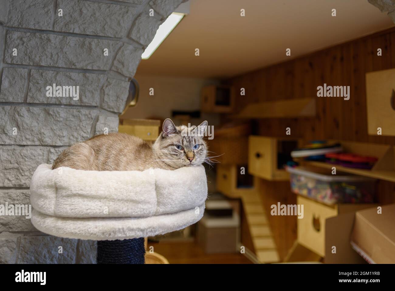 Katze zur Adoption Porträt im Tierheim Stockfoto