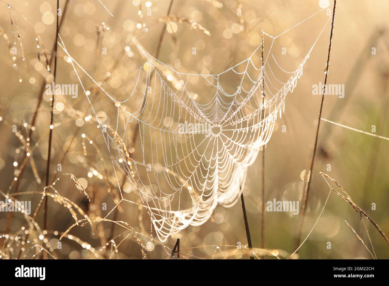 Spinnennetz auf einer Wiese bei Sonnenaufgang Stockfoto
