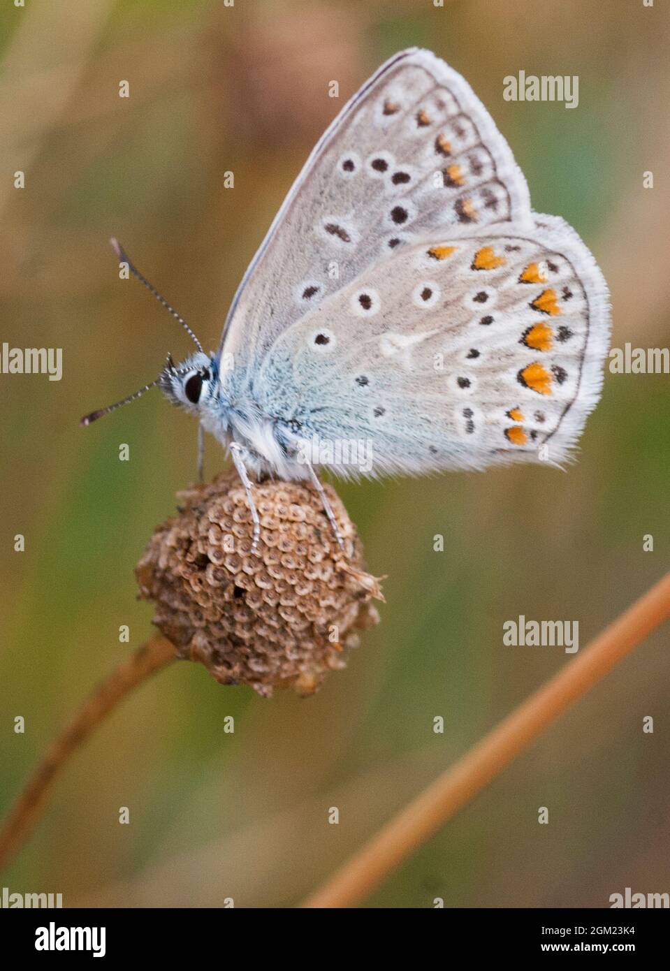 BLAUER Schmetterling Polyommatus Icarus Stockfoto