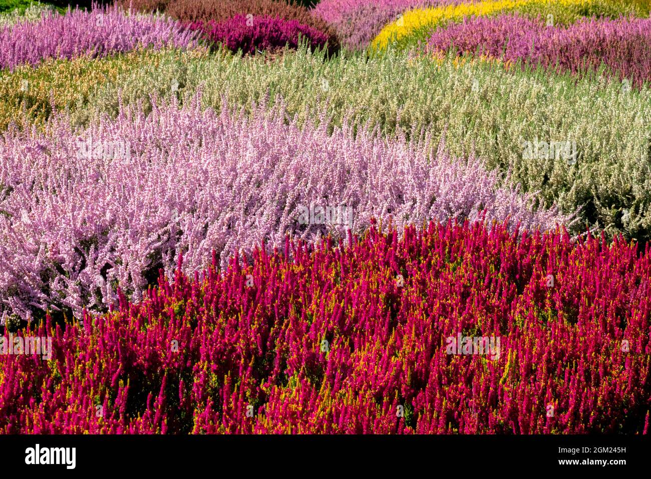 Farbenfroher Heidekraut-Garten im Vordergrund Red Calluna vulgaris „Yellow Beauty“ Stockfoto