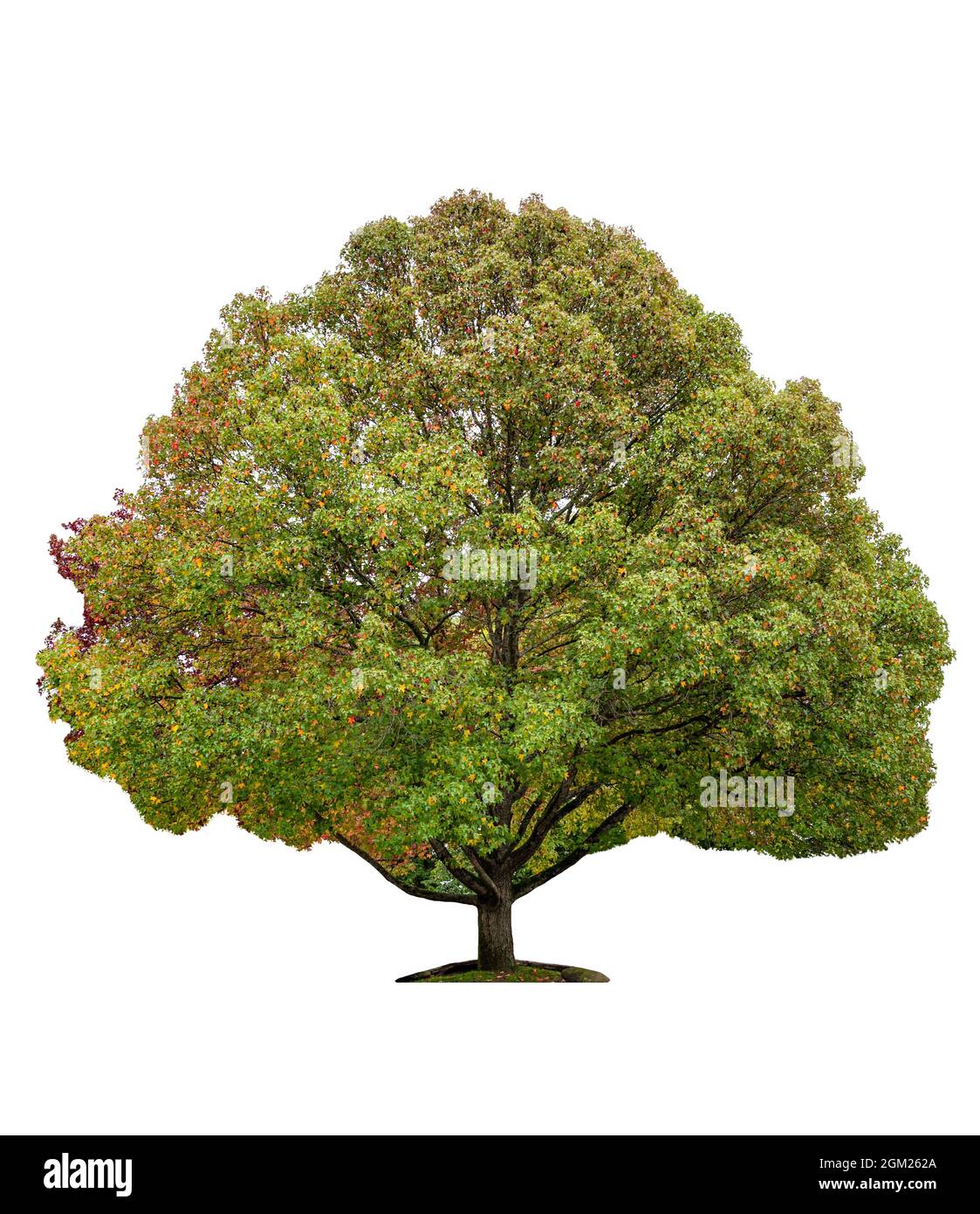 Großer Ahornbaum mit grünen, orangen Blättern im Herbst. Isoliert auf weißem Hintergrund Stockfoto