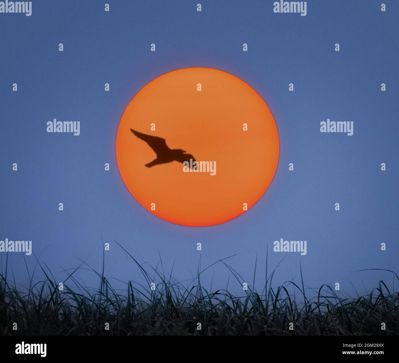 Sonnenaufgang am Ufer - die Sonne geht am Ufer auf, mit Seevögeln, die fliegen und der orangen Sonne entgegensehen. Dieses Bild ist auch als bla verfügbar Stockfoto