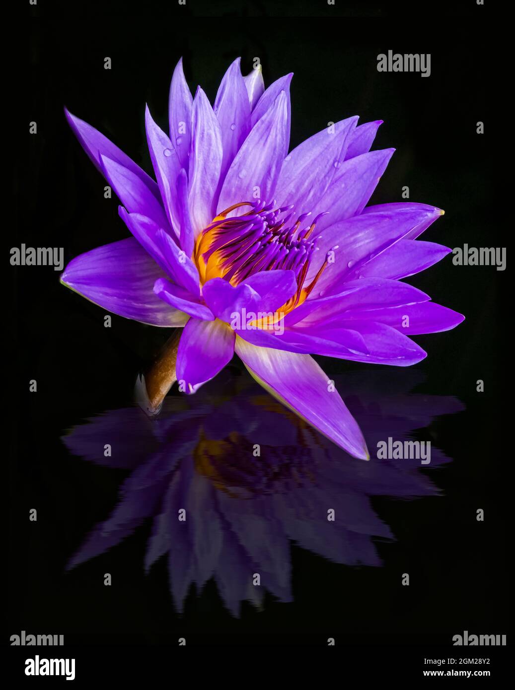 Reflektierende Wasserlilie - Eine frisch blühende, unberührte Lavendel- und gelbe Wasserlilie mit Spiegelung. Dieses Bild ist auch in Schwarzweiß verfügbar. Stockfoto