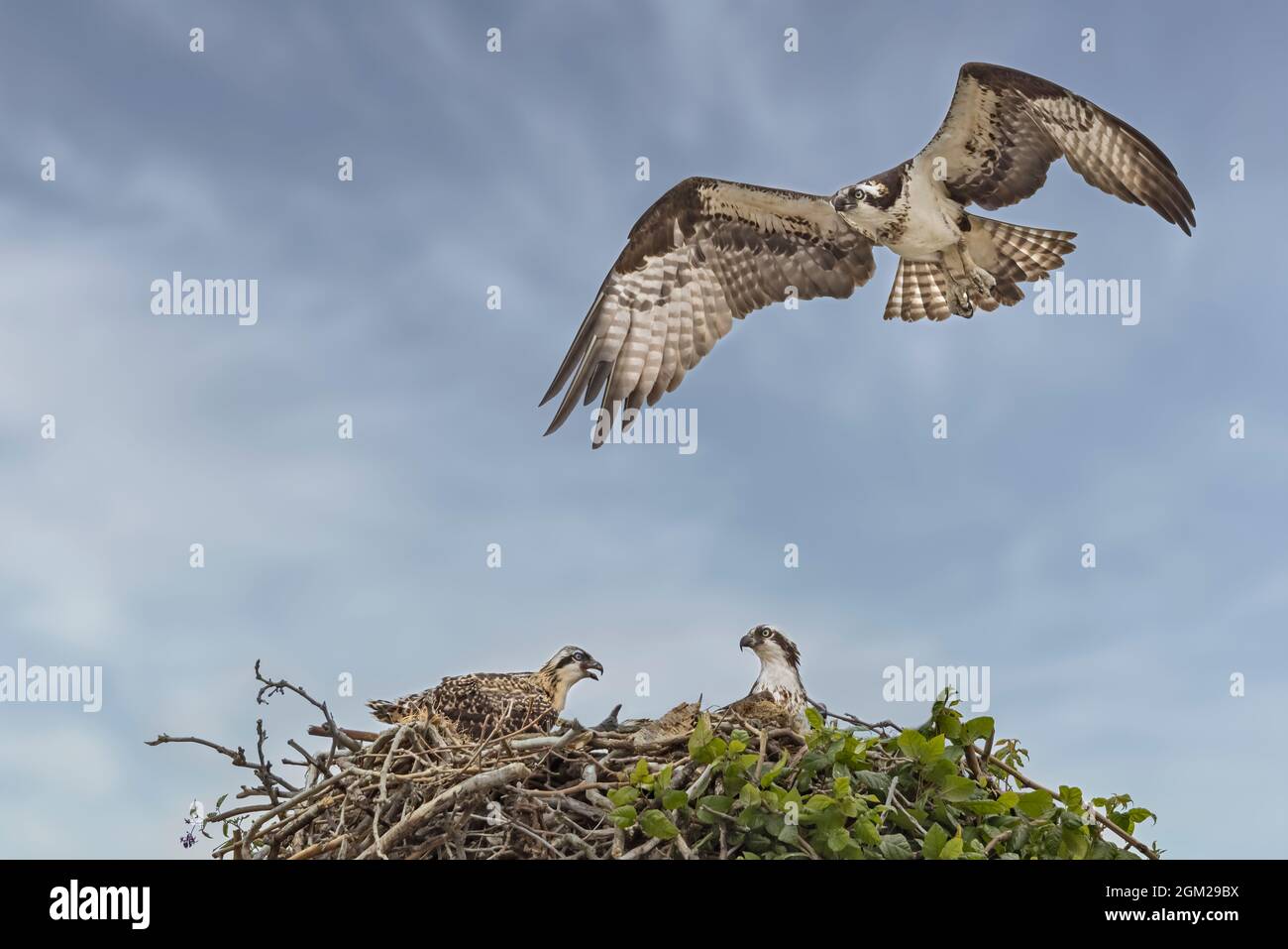 Osprey Family - Weibchen Osprey beim Nest mit ihren zwei Küken. Dieses Bild ist auch in Schwarzweiß verfügbar. Um zusätzliche Bilder anzuzeigen, bitten wir Sie Stockfoto