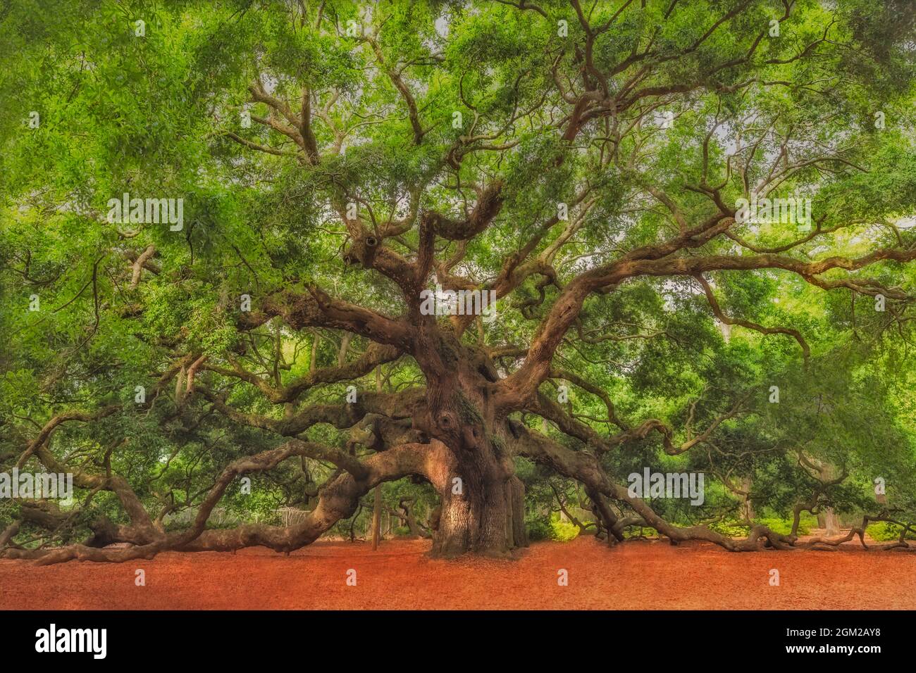 Angel Oak Tree Star SC - die Angel Oak Tree (Quercus virginiana) befindet sich auf Johns Island und hier finden Sie, was als "A Lowcountry Treas" bekannt ist Stockfoto