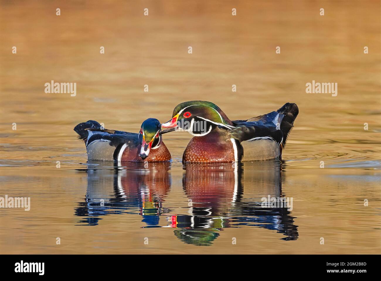 Male Wood Ducks - Intereacting während des goldenen Lichts am Teich. Dieses Bild ist auch in Schwarzweiß verfügbar. Zum Anzeigen zusätzlicher Bilder pl Stockfoto